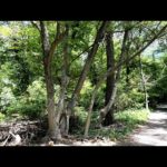 Fig City News